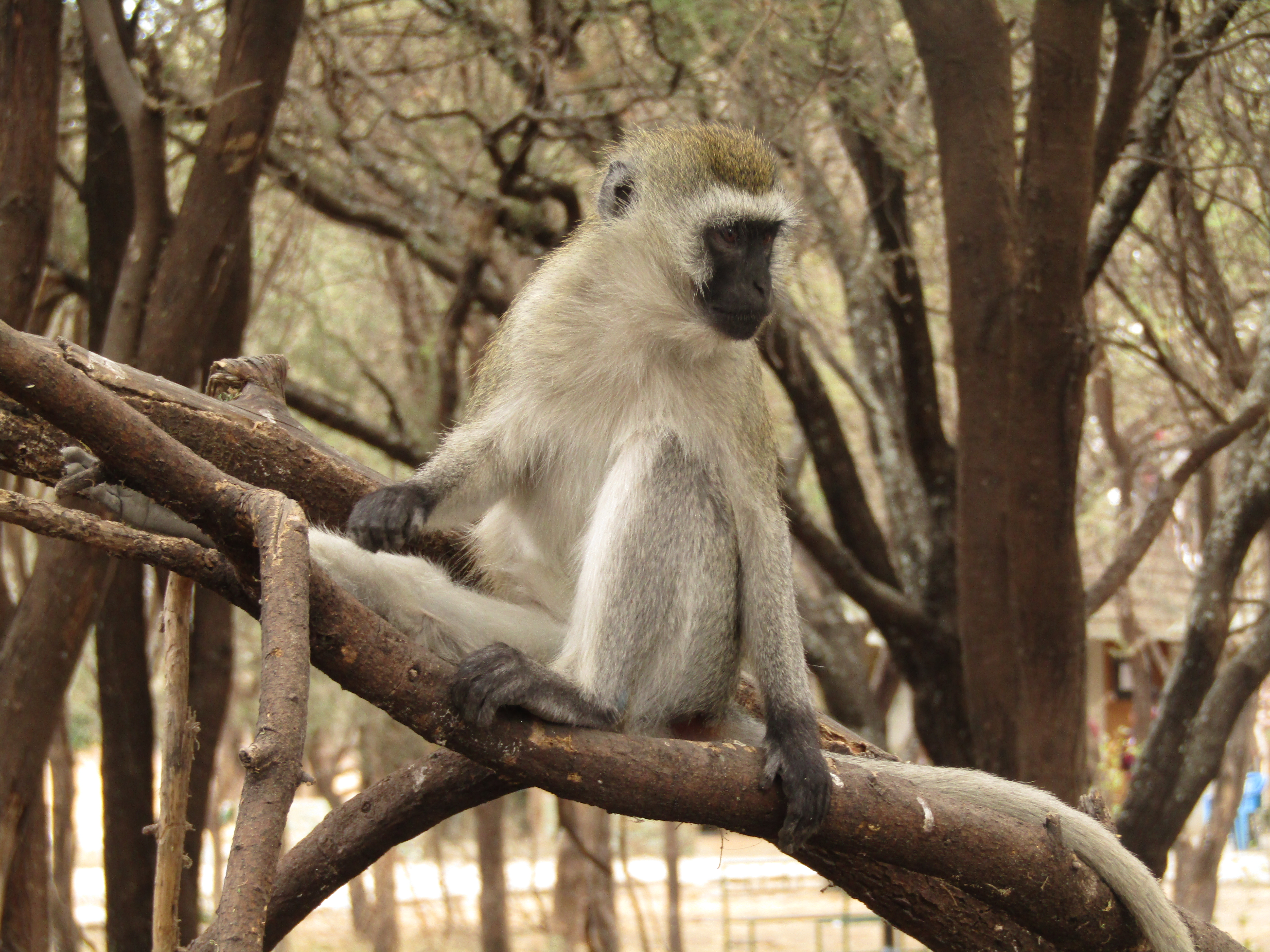 intrepid explorer tanzania