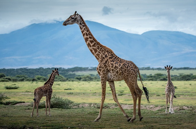Manyara National park